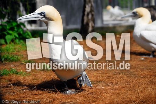 Basstölpel (17 von 24).jpg